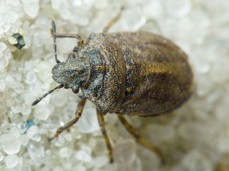 Podops (Podops) inunctus (Fabricius, 1775)